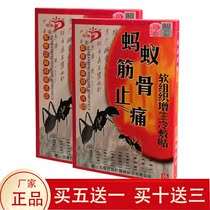 Baicaotou Black Ant Bone Pain Black Pasture Shoulder Neck Shoulder Lumbar Lumbar Leg Rheumatism Pain Injury