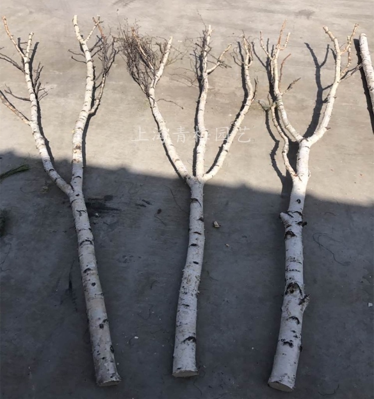 Direct Birch Tree Trunk Birch Tree Branches Dead Tree Window Off