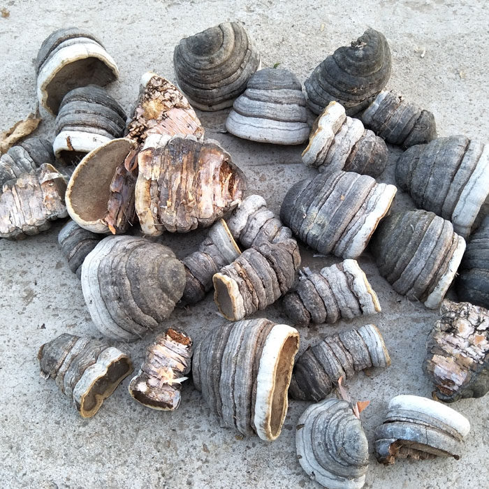 Wooden hoof Changbai Mountain wild Ganoderma lucidum, woody hoof fungus, small black wood hoof boutique selection 500g