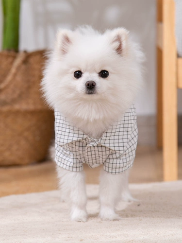 ДОБАВИЧИКА И КАТА