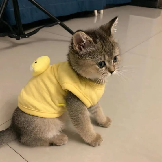 0 to 3 months old kitten clothes, kittens and dogs, ultra-small German velvet autumn and winter anti-shedding kitten warm vest