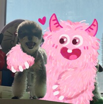 The Tao boss recommends the dog Erconear mite V Kear rinse ear water eye net eye drops 60ml special