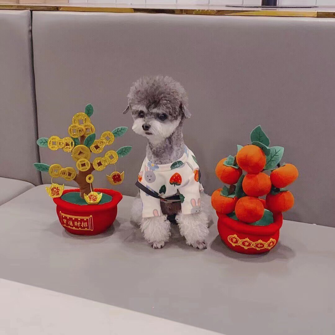 Mrs May's pet health care worker Luan Linzhi