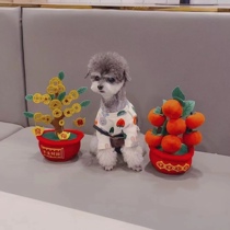 Mrs Mays pet health care worker Luan Linzhi