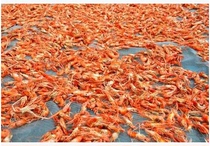 Fresh Poyang Lake the production of dried prawns by adopting