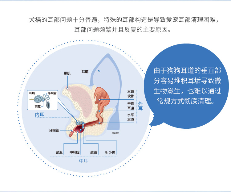Dầu tai tai bướm New Zealand ngoài mèo điếc với nước rửa tai mèo chó rửa tai - Cat / Dog Medical Supplies súng tiêm thuốc