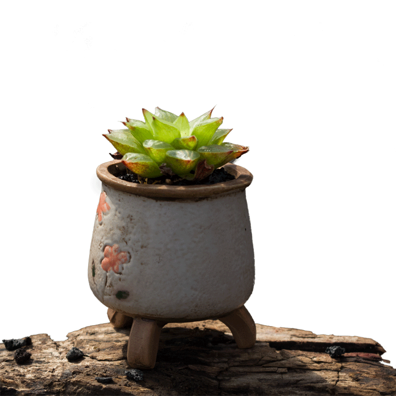 潘氏冰燈雪景色樓蘭玉露十二卷多肉植物潘氏冰燈水晶壽 潘氏冰燈雪景色樓蘭玉露十二卷多肉植物潘氏冰燈水晶壽