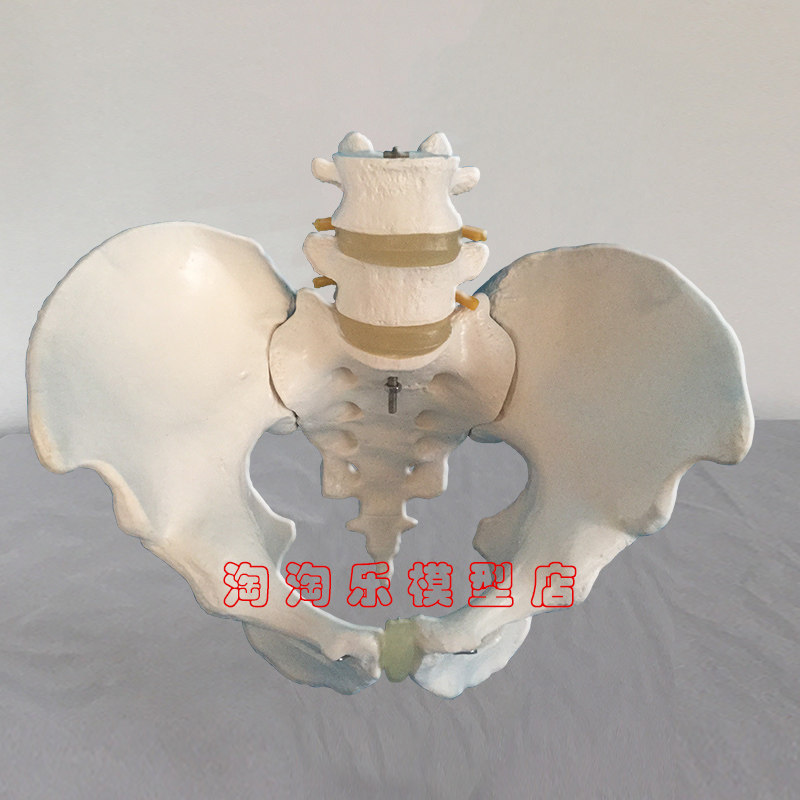 厂家直销人体骨骼 盆骨带二节腰椎模型 骨盆 医学教学 医用 促销
