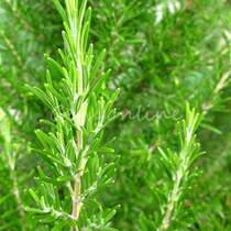 wholesale  new arrival 20pcs rosemary seeds rosmarinus o