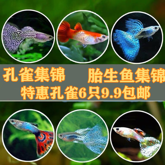 small ornamental fish