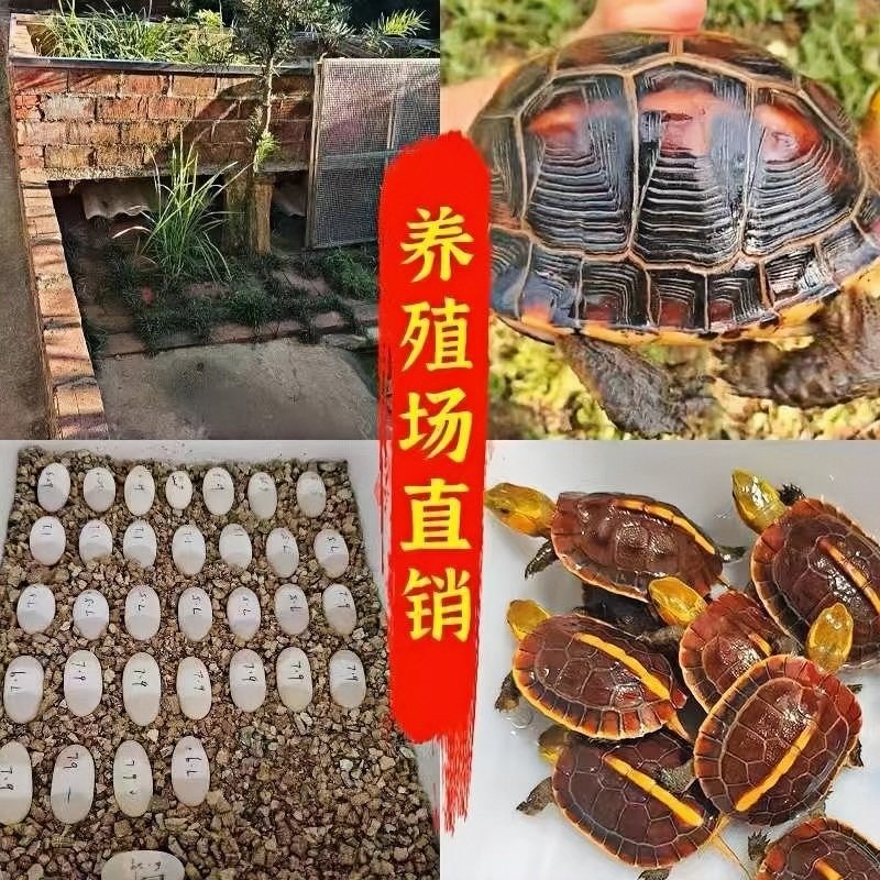 黄缘龟蛋包半水宠物龟蛋送孵化工具，新手也能轻松养出萌宠！-龟-淘宝好物网