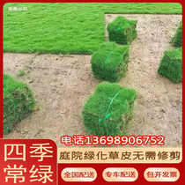 Green turf real lawn with mud courtyard villa all-season green Bermuda bentgrass Manila no-cut and easy-to-use