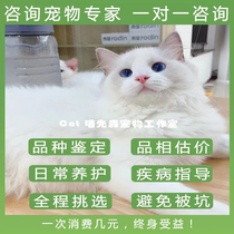 Pet cat identification consultation British short gold gradient beauty short puppet cat Jinjila quality selection pet estimated price