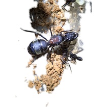 Narrow neck arch back Ant pet ants live narrow neck new rear large arch back ant ant live