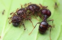 All different giant head ants origin Guangdong small stomach Ant house pet ants