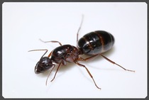 Turkic bow back ant pet Ant-nest small belly ant-nest living body