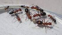 Pet ants Northwest drought-resistant red head arrow ants small belly ant ant House