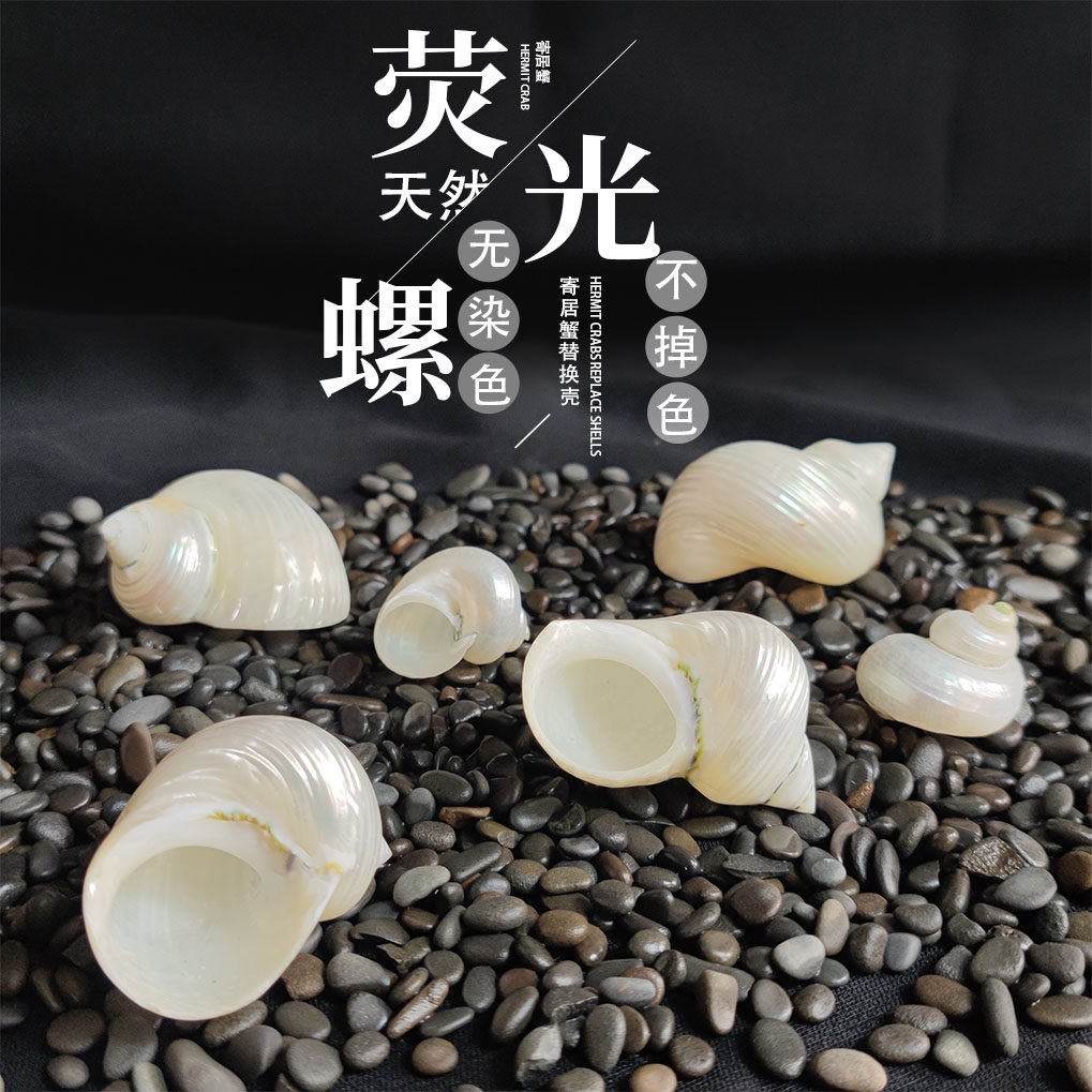 天然海螺贝壳白夜光绿螺寄居蟹替换壳去皮小青螺鱼缸造景装饰摆件：点亮你的水下世界！-蟹-淘宝好物网