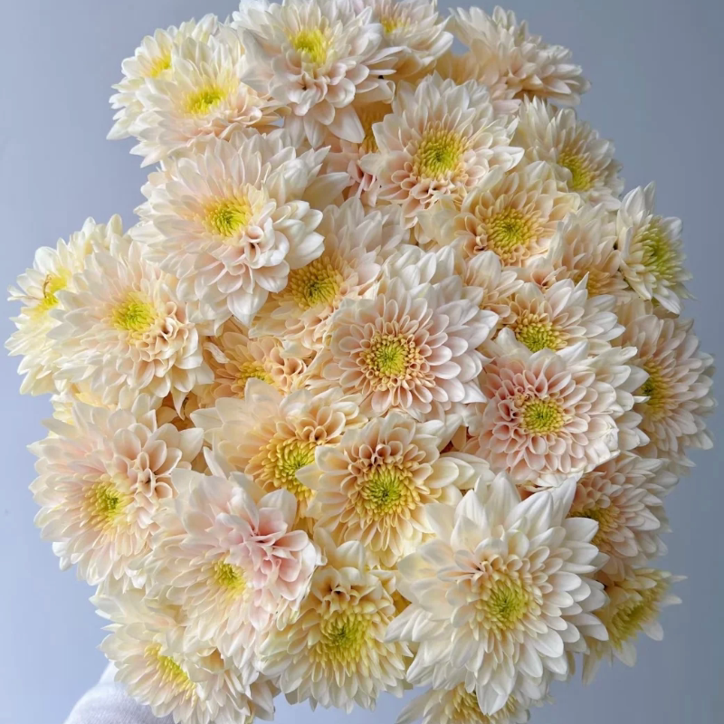 【Little Daisy】Fresh Cut Flowers for Beginners, Easy to Care for and Durable, Direct Delivery from Yunnan, Free Shipping on Any 2 Orders from the Entire Store 【Little Daisy】Fresh Cut Flowers for Beginners, Easy to Care for and Durable, Direct Delivery from Yunnan, Free Shipping on Any 2 Orders from the Entire Store