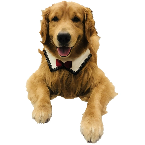 Средне -сильное собачье домашнее животное рта водоладка сатцума золотой мао ​​-лабрадор собака шарф треугольник треугольник декоративный забор