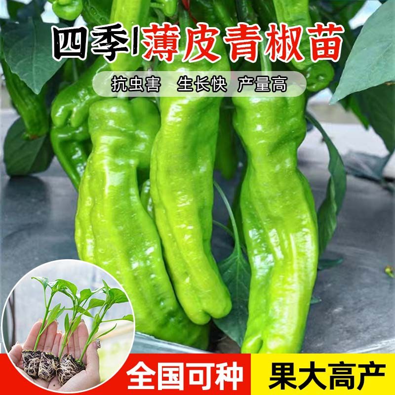 薄皮辣椒苗秧苗大果虎皮青椒苗微辣皱皮泡椒苗四季种植神器！阳台种菜党狂喜！-牧草种子-淘宝好物网