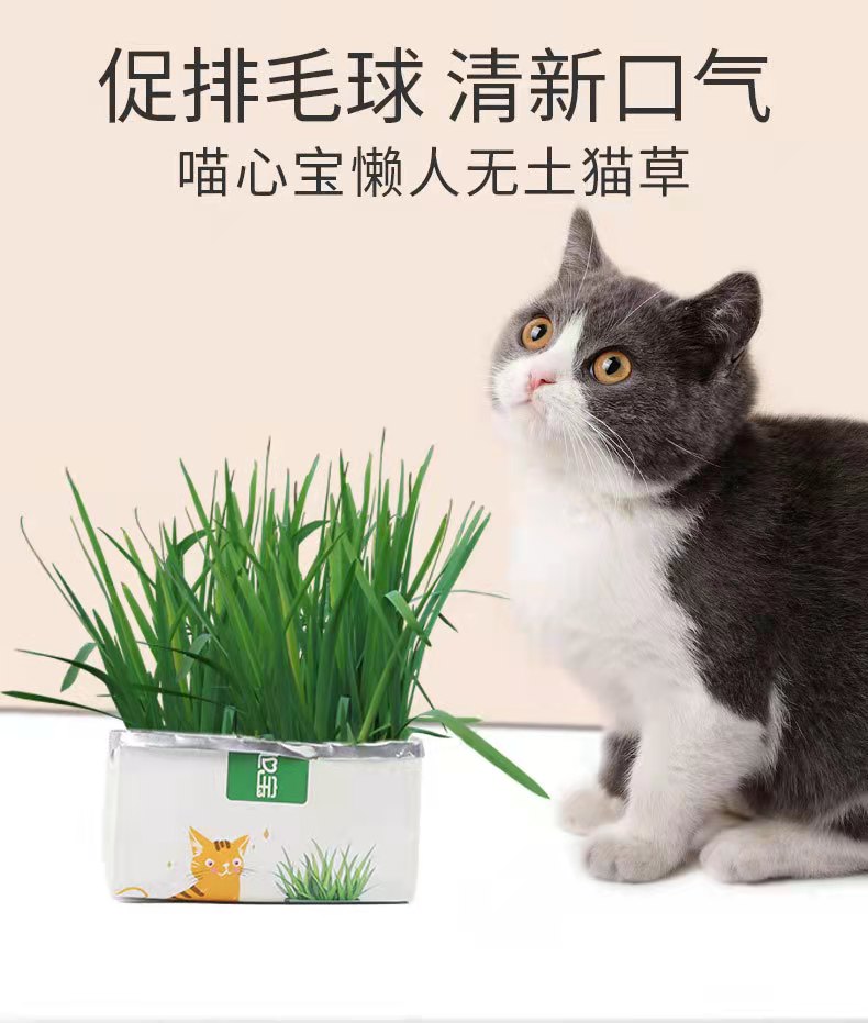 Meow heart treasure lazy people without soil cat grass spit hair ball new snacks hydroponic seeds hair removal ball cat snacks