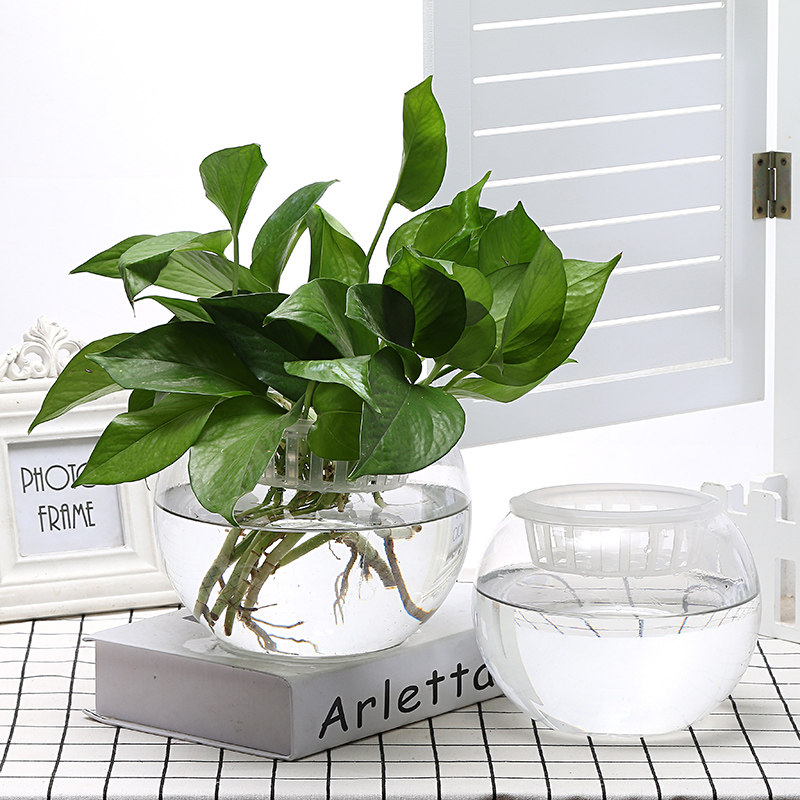 [USD 8.05] Large Glass Hydroponic Plant Vase Flower Pot Transparent ...