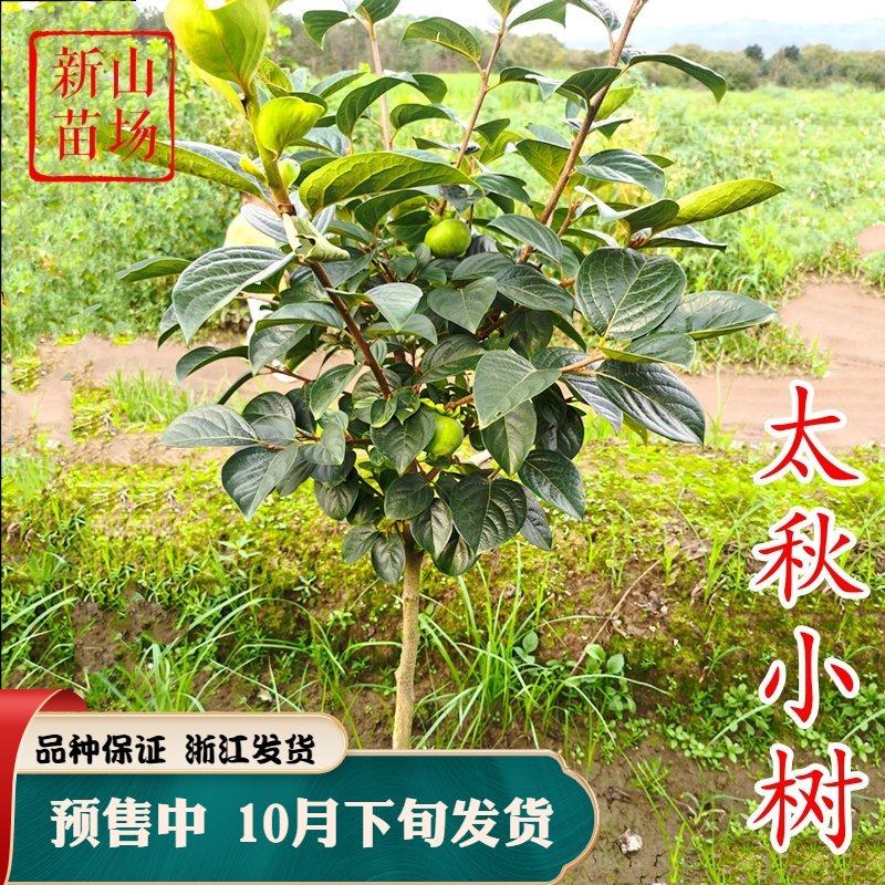 Pumpkin Time! 柿子大揭秘，甜过初恋的健康小秘密!