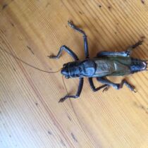 Artificial grasshopper living body New off grasshopper living body Tin mountain green grasshopper song insect 10 or more 15 each