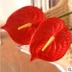 Đồ nội thất cao cấp bằng nhựa đơn màu đỏ mô phỏng anthurium 绢 hoa trang trí nhà trang trí đám cưới - Hoa nhân tạo / Cây / Trái cây