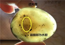 Water gallbladder agate raw stone Madagascar natural water washing agate ornaments seed handlebar strange stone carving material