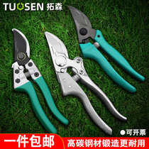 Cut Branches tree prunes Prunes Scissors Gardening garden landscaped prunes with powerful shears of powerful clippers The cut and cut of branches