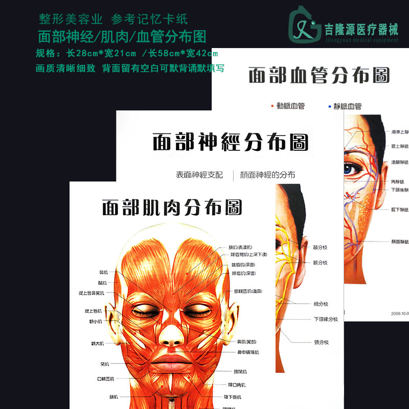 美容整形面部血管分布图神经肌肉分布图三张一套教学辅助参考海报