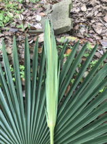10 fresh palm leaves and palm grassland materials for primary school students to use as intangible cultural heritage handicraft class homework to make insect animal materials