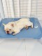 Krpet Dog Camping Bed Pet Bed Moisture-Proof Breathable Elevated Bed Detachable and Washable Bed for Medium and Large Dogs