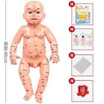 28 Skull intervertebral disc Baby mold Medical bone Hand science Human skeleton model Muscle spine model