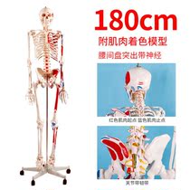 Female full body 20 visceral human body bone model skeleton Mini acupoint mold white props HD toys for children