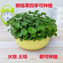 Copper grass indoor potted flower green plant set meal hydroponic plant