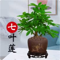 Buccinelia potted duck feet Four Seasons good indoor office desktop potted green branch flowers