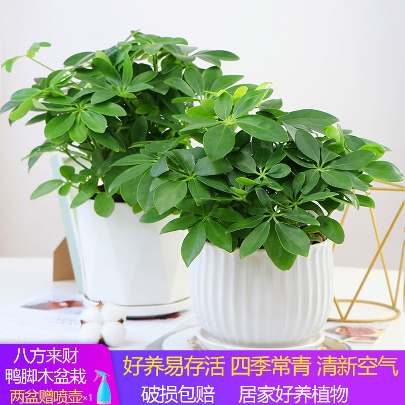 7-leaf lotus potted plant belongs to tiger potted plant indoor flowers Changqing 8 Fang to make fortune and fortune and tree green planting bonsai seedlings