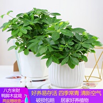 Aesculotus potted plants are Tiger potted plants indoor flowers evergreen come to Fortune green plants bonsai seedlings