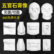 Five features gypsum geometry facial features teaching aids art sketches plaster Facial Plaster Facial Plaster