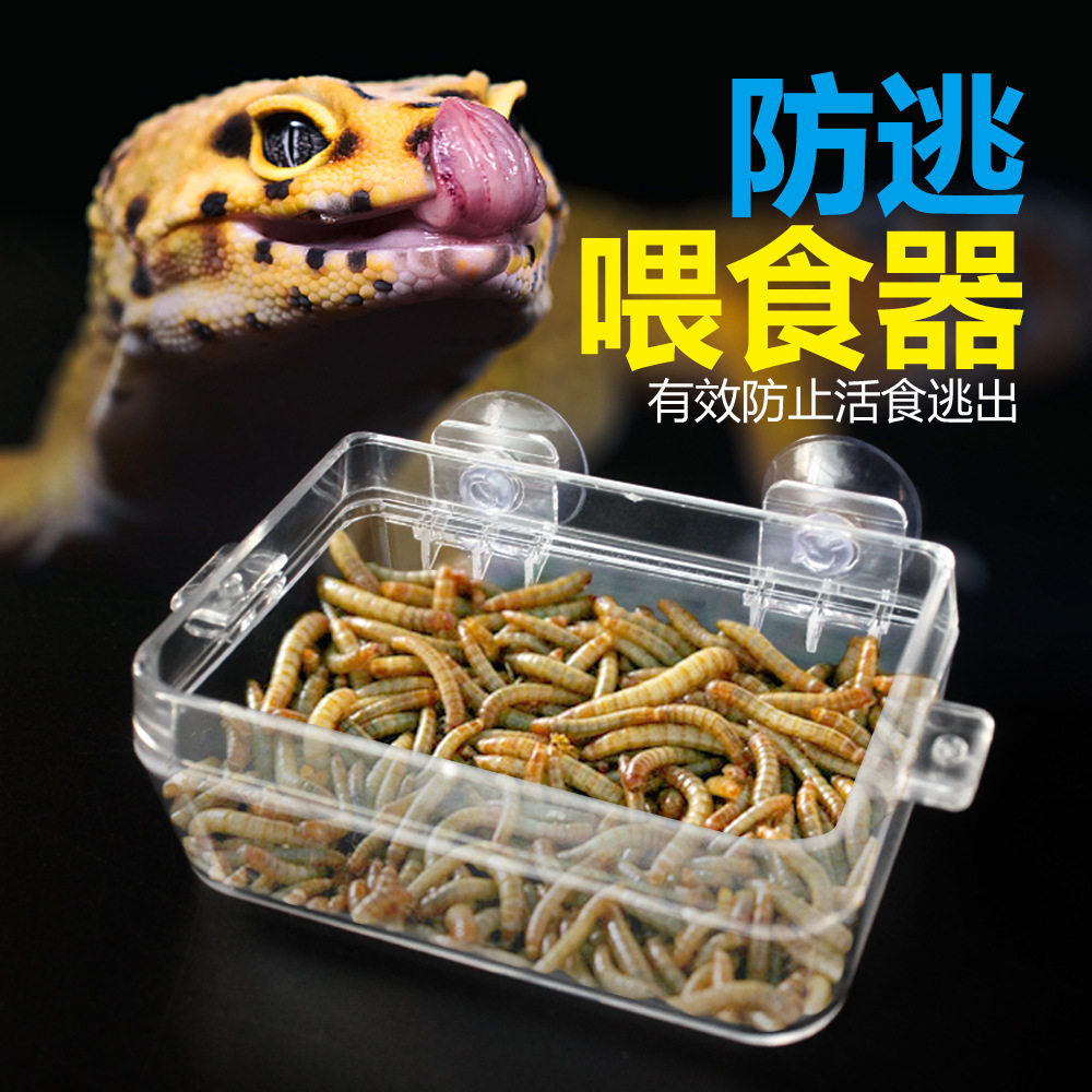 Noro reptile anti-escape feeding machine drinking water basin anti-escape climbing lizard Lizard Keeper mane Lions Bread Worm barley Words