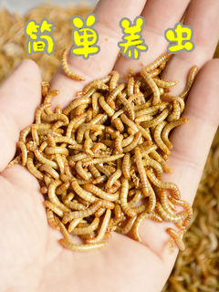 Bread worm Live insect moltenats Live and living food Pet snack parrot bird feed worm hamster arowana turtles grain