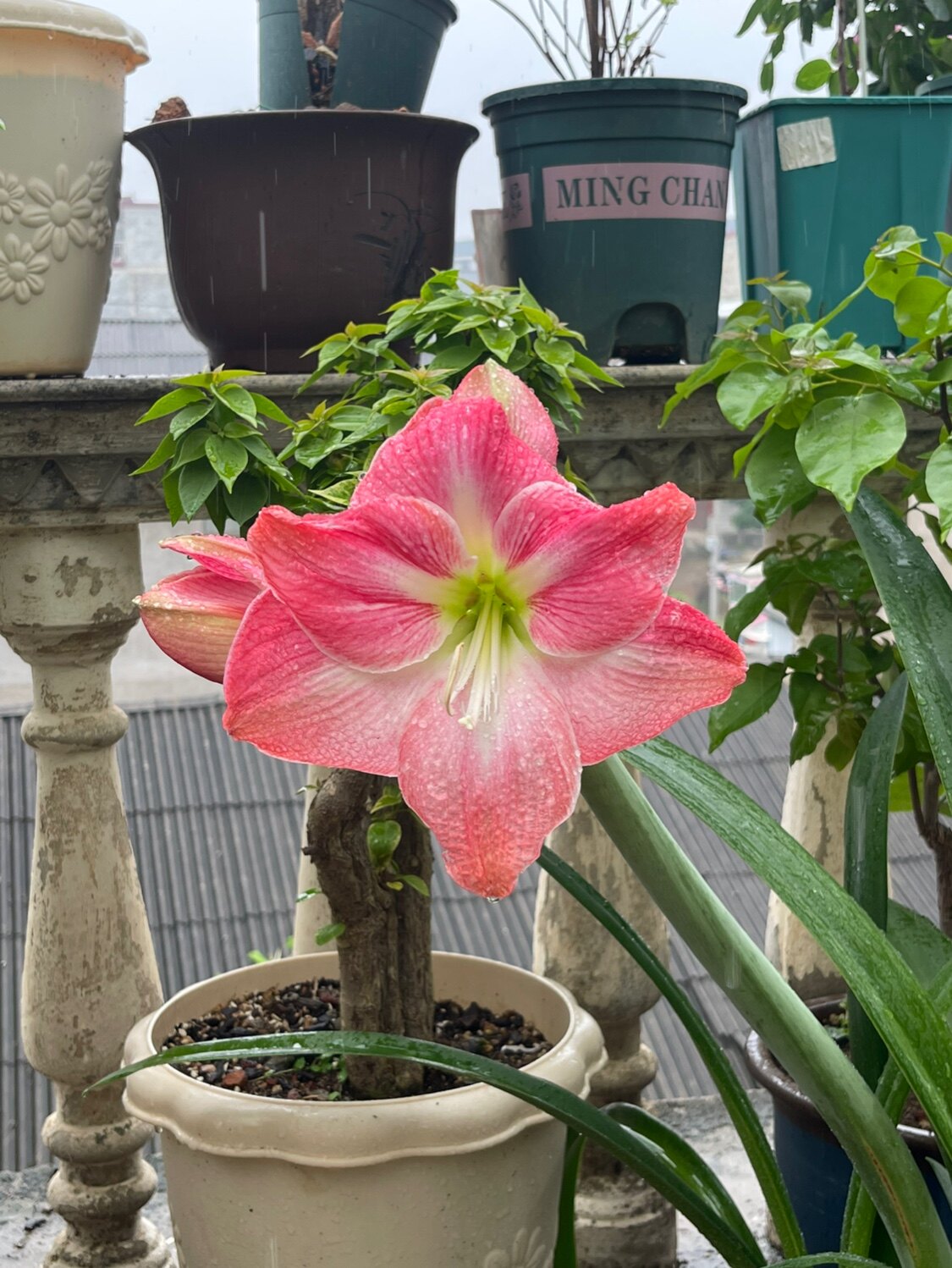 wo依莎美尔