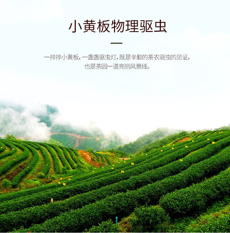 四国有机认证 芯仙茗堂 云南芯滇红茶 高山有机茶 50g 图5