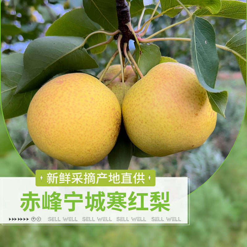 内蒙古赤峰宁城寒红梨,脆甜爽口的新鲜采摘,24年新果如何?-梨-淘宝好物网