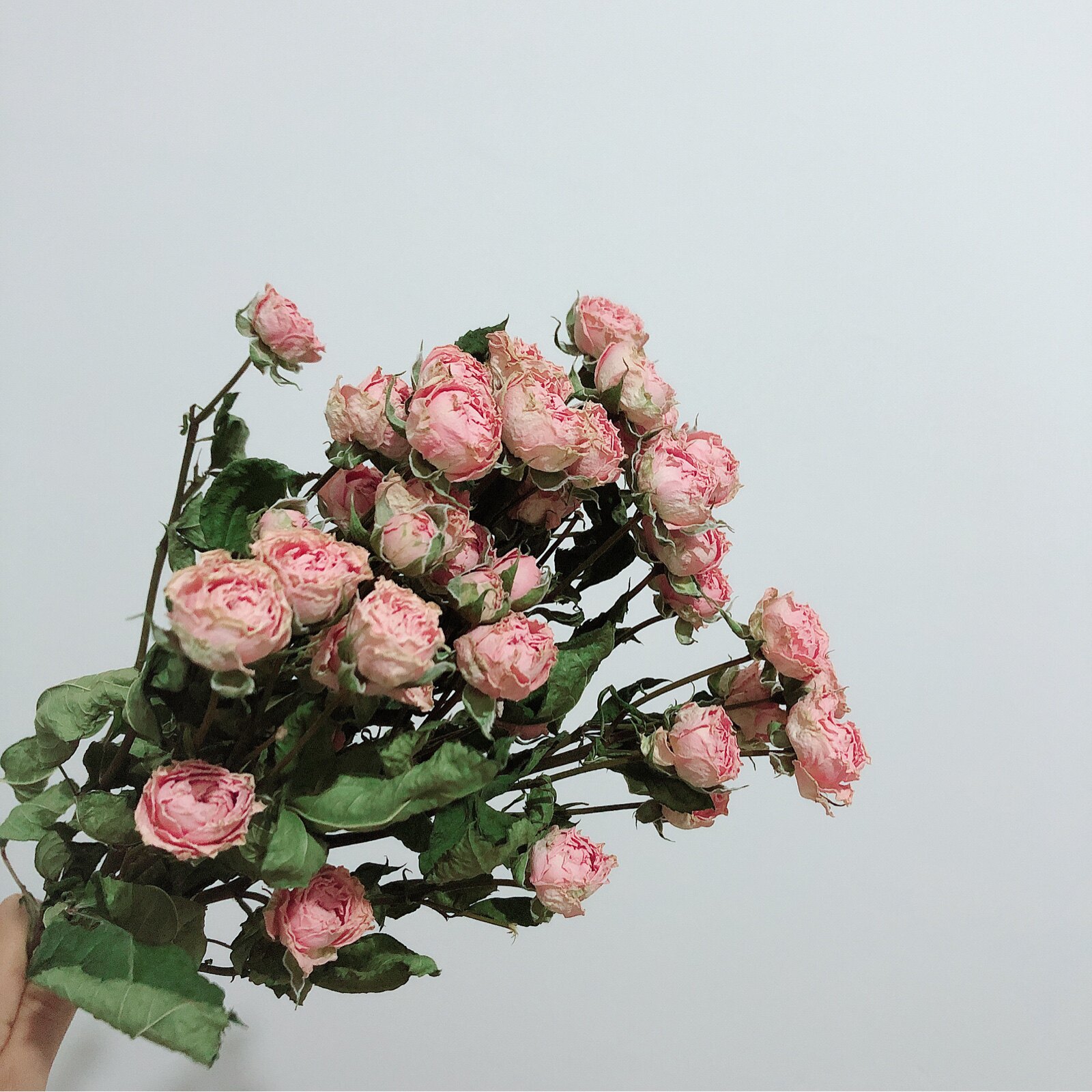 潛粉色玫瑰乾燥花薔薇風乾花花束真花小清新文藝家居擺設花束客廳