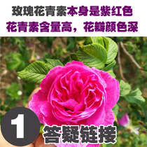 Rosacyanin itself is fuchsia the higher the content the darker the color