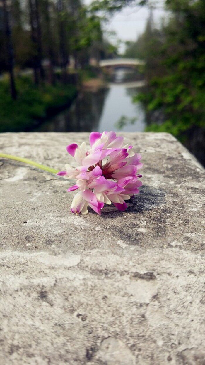 開花時猶如紫雲鋪地 Mdash Mdash 紫雲英 淘寶海外